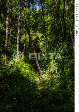 府民の森ほしだ園地 山林に生えるシダ 大阪府交野市 府民の森ほしだ園地 山林に生えるシダ 大阪府交野市 103177231