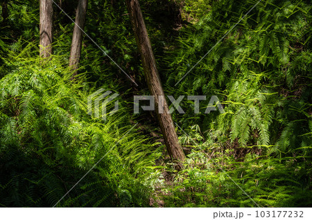 府民の森ほしだ園地 山林に生えるシダ 大阪府交野市 府民の森ほしだ園地 山林に生えるシダ 大阪府交野市 103177232