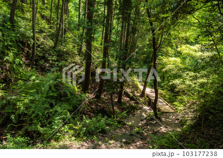 府民の森ほしだ園地 ハイキングコース 大阪府交野市 府民の森ほしだ園地 ハイキングコース 大阪府交野市 103177238