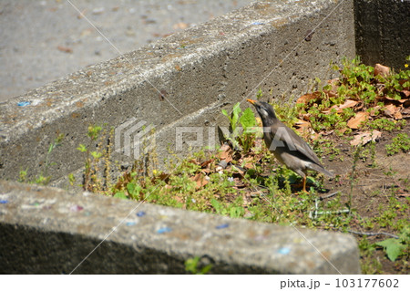 長光寺橋公園　椋鳥　ムクドリ　東京都練馬区 103177602