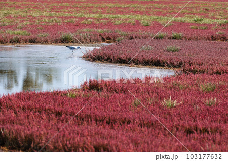 能取湖卯原内サンゴ草群落地見頃のサンゴ草紅葉 103177632