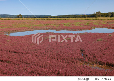 能取湖卯原内サンゴ草群落地見頃のサンゴ草紅葉 103177633