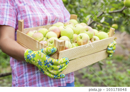 Woman farmer in gloves with freshly picked ripe apples in a wooden box Woman farmer in gloves with freshly picked ripe apples in a wooden box 103178048