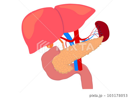 膵臓と十二指腸と肝臓と脾臓の臓器 103178053