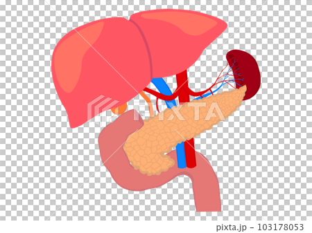 膵臓と十二指腸と肝臓と脾臓の臓器 103178053