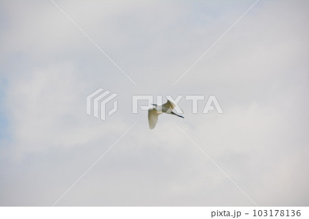 羽根倉橋から 近くを飛ぶシラサギ2 羽根倉橋から 近くを飛ぶシラサギ2 103178136