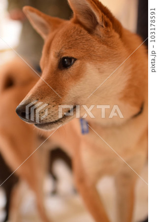 柴犬のきれいな横顔 103178591