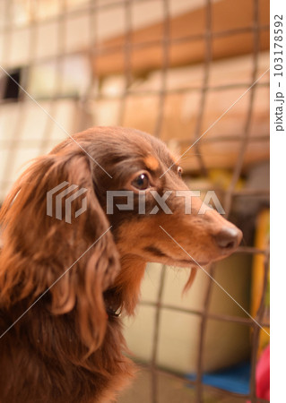 何かを見つめるダックス 103178592