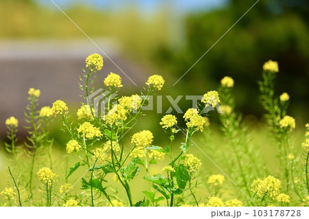 菜の花 菜の花 103178728