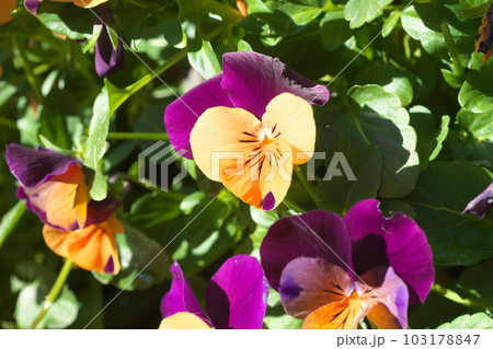 パンジー・ビオラの複色花 103178847