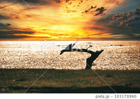 夕焼け空と龍の松・宮城県気仙沼市 岩井崎 夕焼け空と龍の松・宮城県気仙沼市 岩井崎 103178960