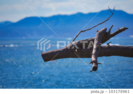 龍の松の頭部アップ・宮城県気仙沼市　岩井崎 103178961