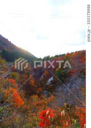 面白山紅葉川渓谷 紅葉 黄葉 面白山紅葉川渓谷 紅葉 黄葉 103178986
