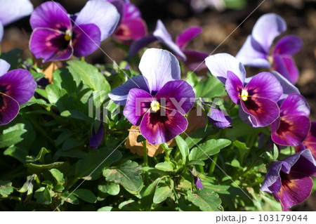 満開のパンジー・ビオラの複色花（薄紫・紫） 103179044