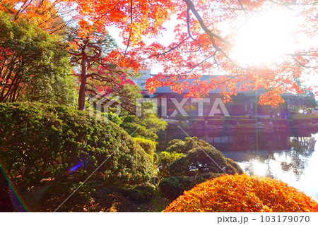 もみじ 紅葉 黄葉 もみじ 紅葉 黄葉 103179070