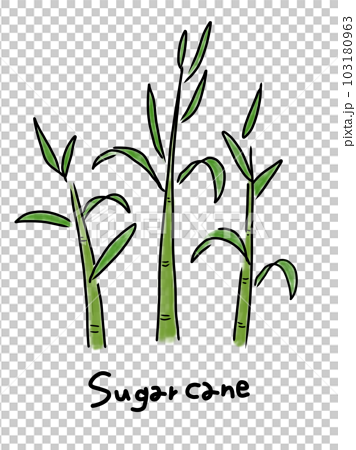 Sugarcane stems sketch. Ink drawn sugar plant