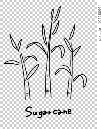 さとうきびのシンプルな手描きイラスト 103180964