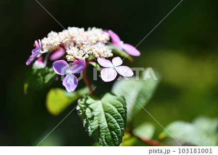 アマチャ（甘茶）の花 103181001