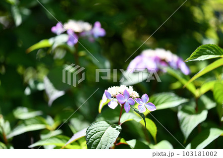 アマチャ(甘茶)の花 アマチャ(甘茶)の花 103181002