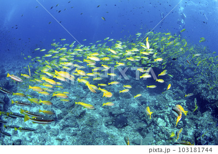 キンセンフエダイの群れ（タイ・シミラン）.1 103181744