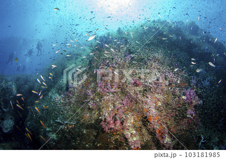 魚の群れとダイバーのシルエット（タイ・シミラン）.1 103181985