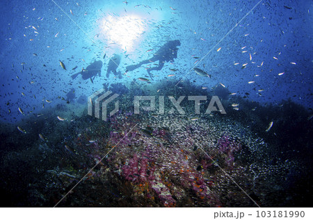 魚の群れとダイバーのシルエット（タイ・シミラン）.3 103181990
