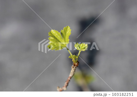 European gooseberry European gooseberry 103182251
