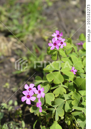 Pink wood sorrel Pink wood sorrel 103182273