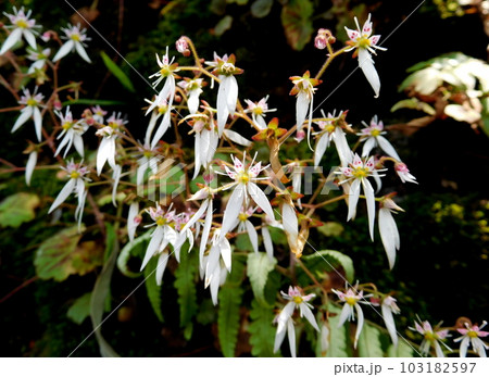京都 大原 三千院 ユキノシタ 京都 大原 三千院 ユキノシタ 103182597