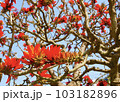 デイゴの花 103182896
