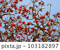 デイゴの花 103182897