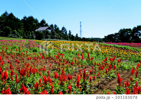 那須フラワーワールド 2022-9-10 #52 那須フラワーワールド 2022-9-10 #52 103183078