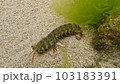潮だまりのシャコ 103183391