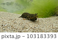 潮だまりのシャコ 103183393