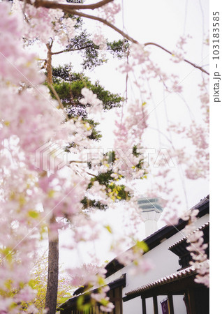 函館 五稜郭公園の桜と五稜郭タワー 函館 五稜郭公園の桜と五稜郭タワー 103183585