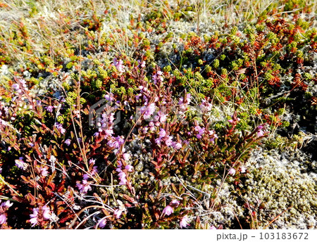 アイスランド　レイキャネース半島　ヒースの花 103183672