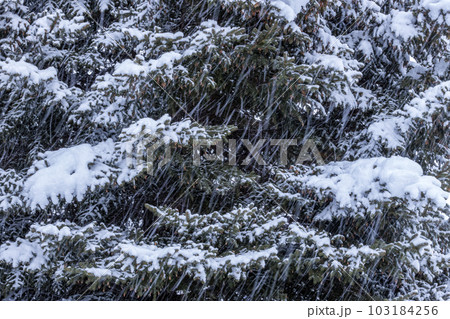 Fresh snow falling on pine trees 103184256