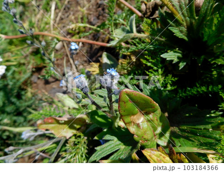 アイスランド　レイキャネース半島　ノハラムラサキ 103184366