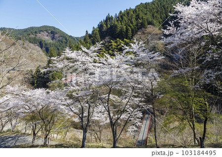 桜咲く春の景色　檜原村　東京都　4月 103184495