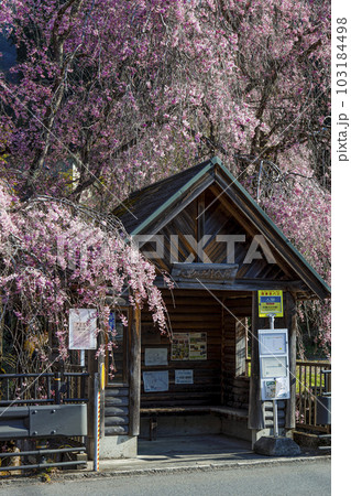 東京檜原村 人里バス停のしだれ桜 4月 東京檜原村 人里バス停のしだれ桜 4月 103184498