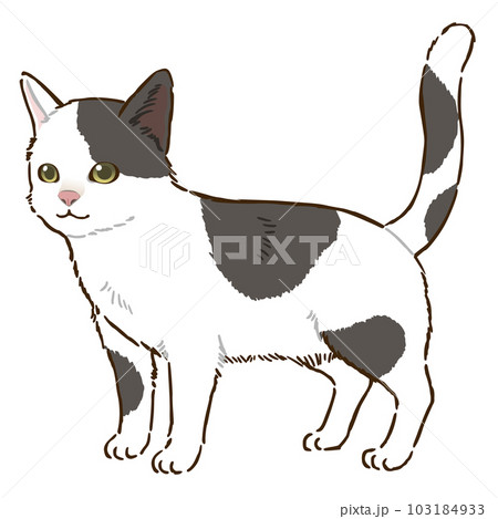 猫（白黒ぶち模様）のイラスト素材 [103184933] - PIXTA