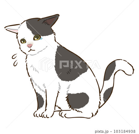 悲しむ猫（白黒ぶち模様） 103184938