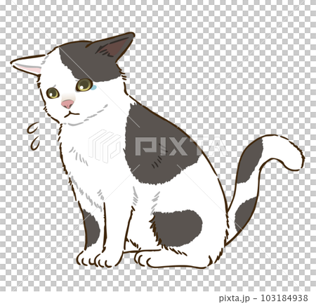 悲しむ猫（白黒ぶち模様） 103184938