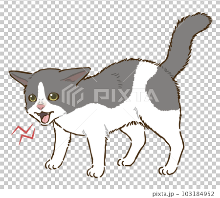 怒る猫（バイカラー） 103184952