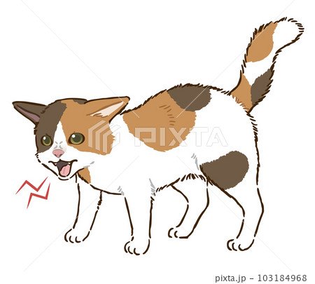 怒る猫（三毛猫） 103184968