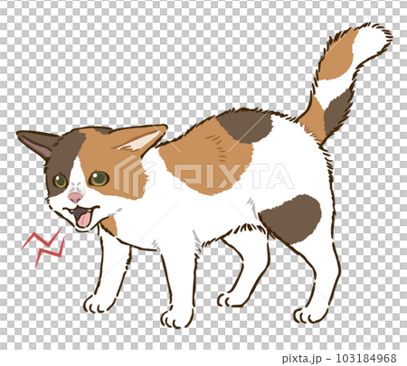 怒る猫（三毛猫） 103184968