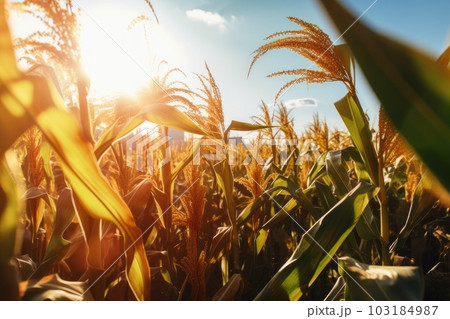 close-up of genetically modified crops, with the sun shining behind, created with generative ai 103184987