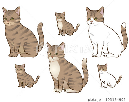 色々なキジトラ猫 103184993