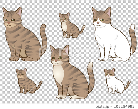 色々なキジトラ猫 103184993