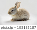 Front view of cute baby rabbits on white background , Little cute rabbits sitting with Lovely action on white, Generative Ai	 103185187